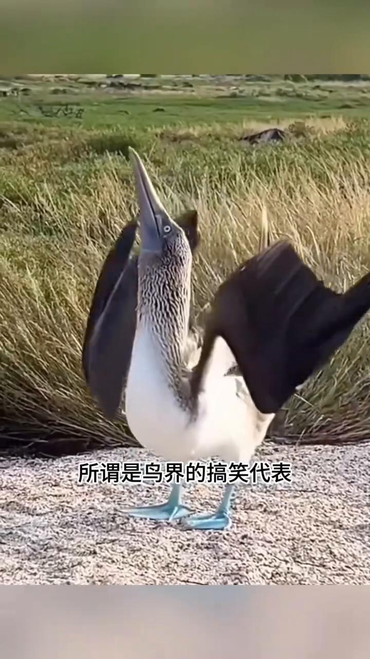 自带蓝拖鞋的呆萌海鸟。这只脚踩蓝色拖鞋的萌趣小鸟名叫蓝脚鲣鸟，妥妥的鸟界显眼包
