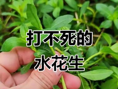 九十年前，日本人把一种毒草带到了中国，并进行大规模种植，它迅速扩散成灾，差点让我