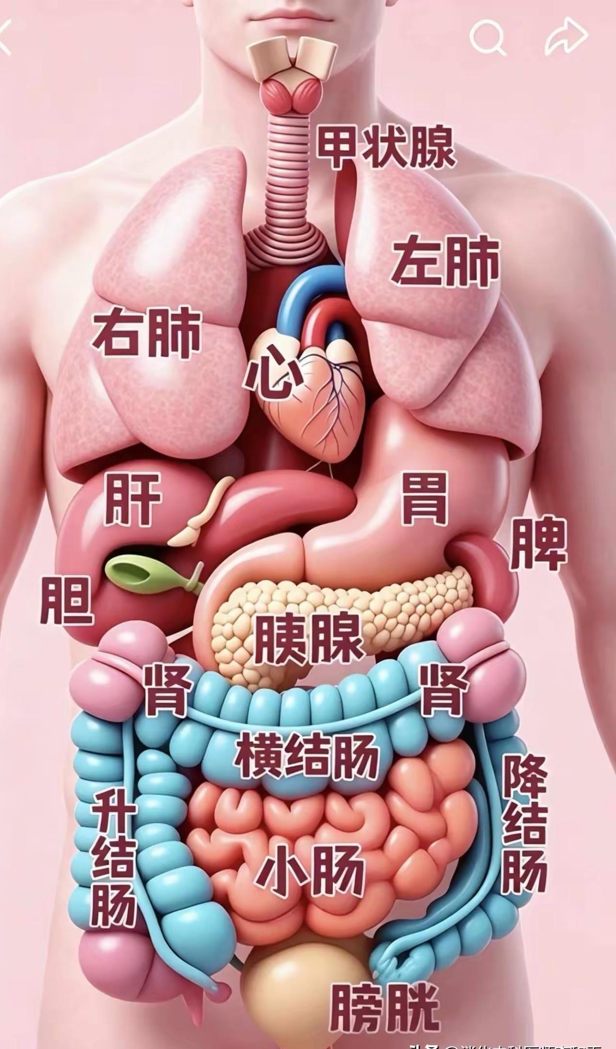 身体各器官高发病盘点，哪里疼就对应查哪里？甲状腺高发问题：甲