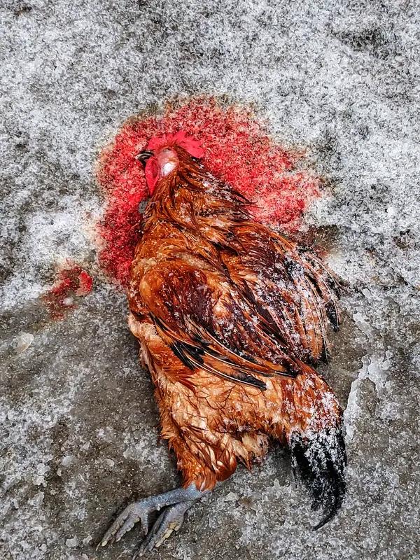 村民放烟花吓死993只小鸡，养殖户告上法庭，被人民日报点赞的“吃鸡离婚案”陈法官