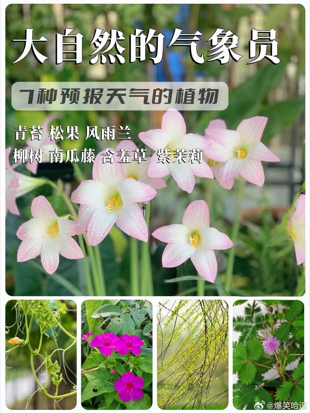 能预报天气的7种植物在野外的时候，我们都知道蜻蜓低飞要下雨，其实预报天气的神奇能