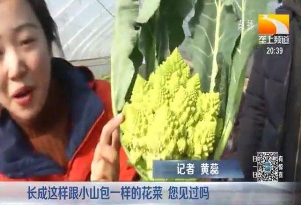 90后大学生种稀奇古怪的蔬菜 一亩净赚一万八