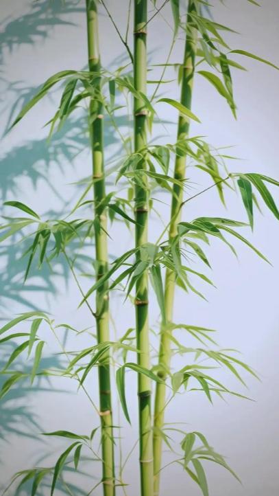 为何美国禁止种竹子，中国反而大量种植？同样的植物，却在两国获得截然不同的待遇