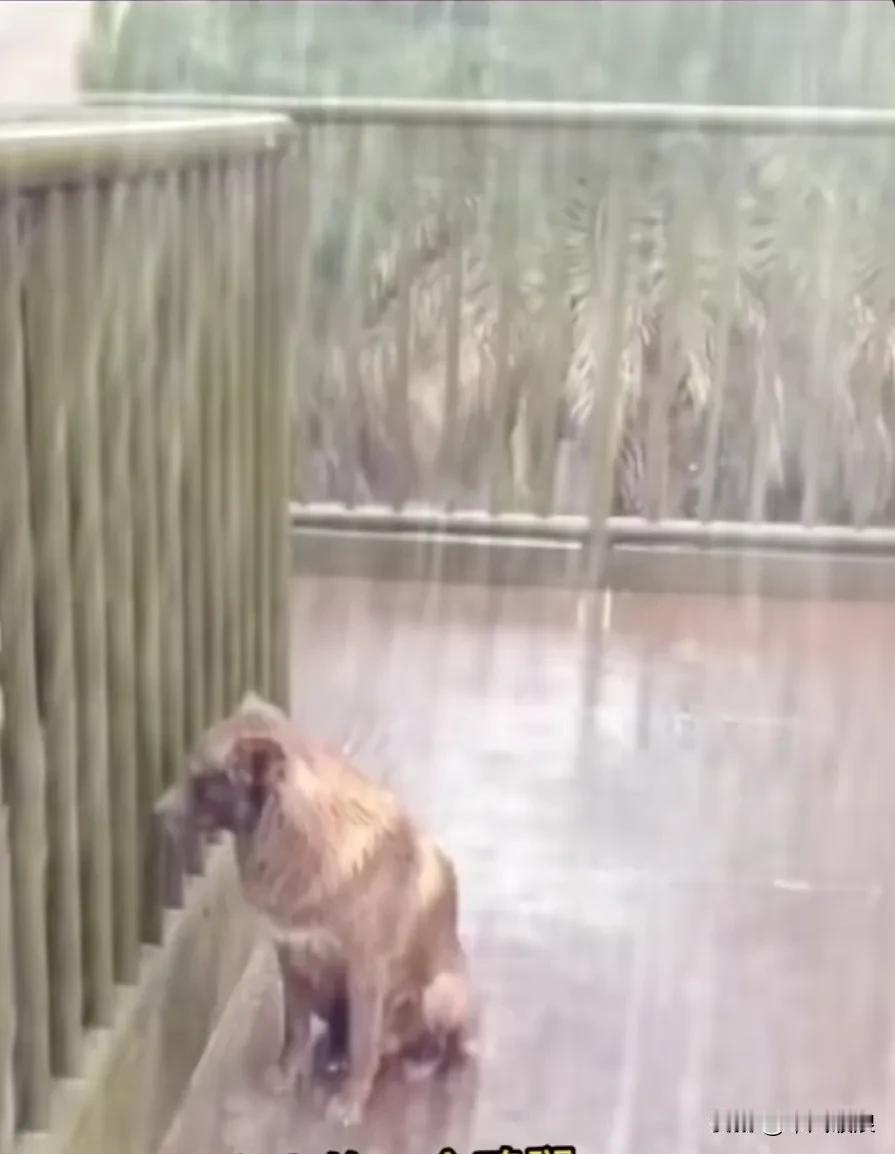 仅仅因为狗狗偷了家里的一个鸡腿，就被主人丢弃在雨中淋了三天三夜。狗狗望着主人的家