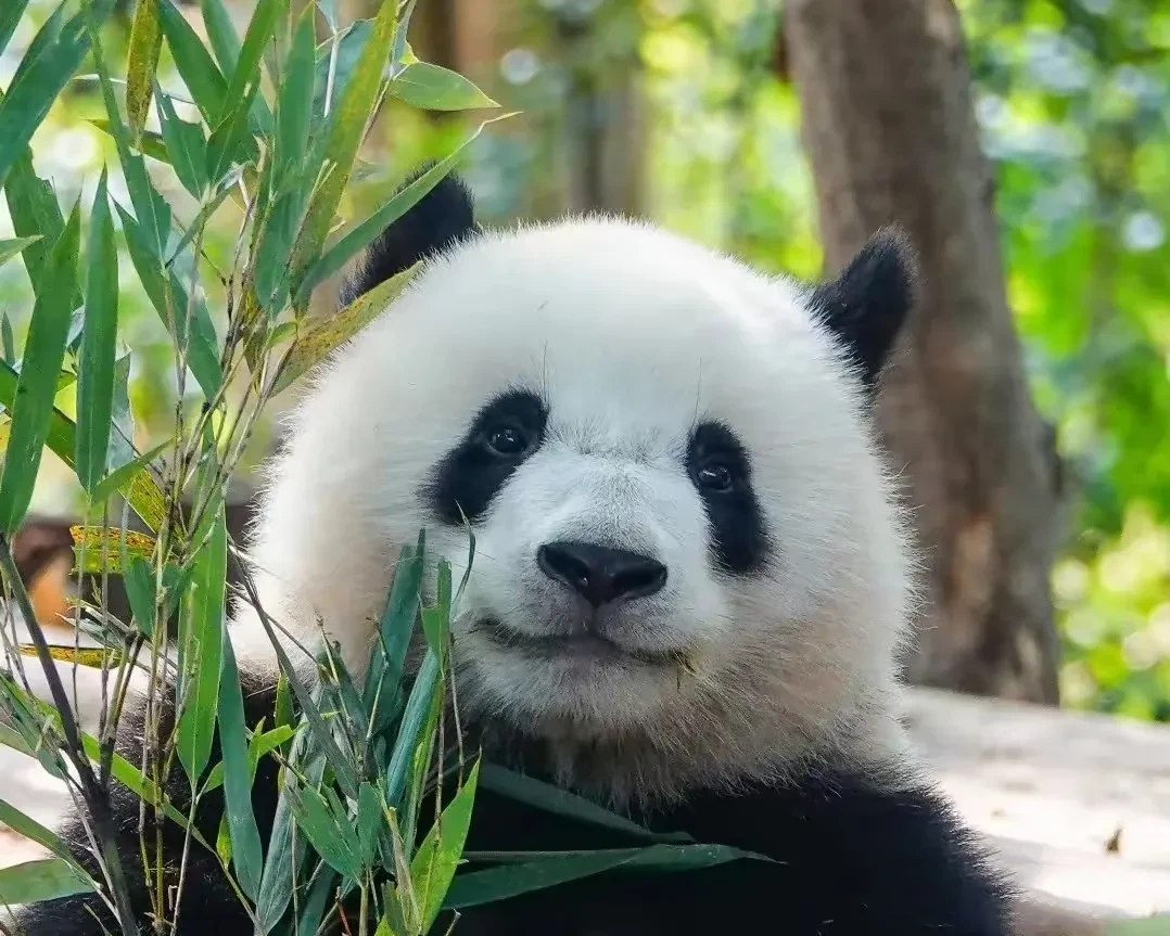 北辰小甜包才是真正的邪恶摇粒绒，不信就请你看到最后一图。北辰是基地之花北川的儿