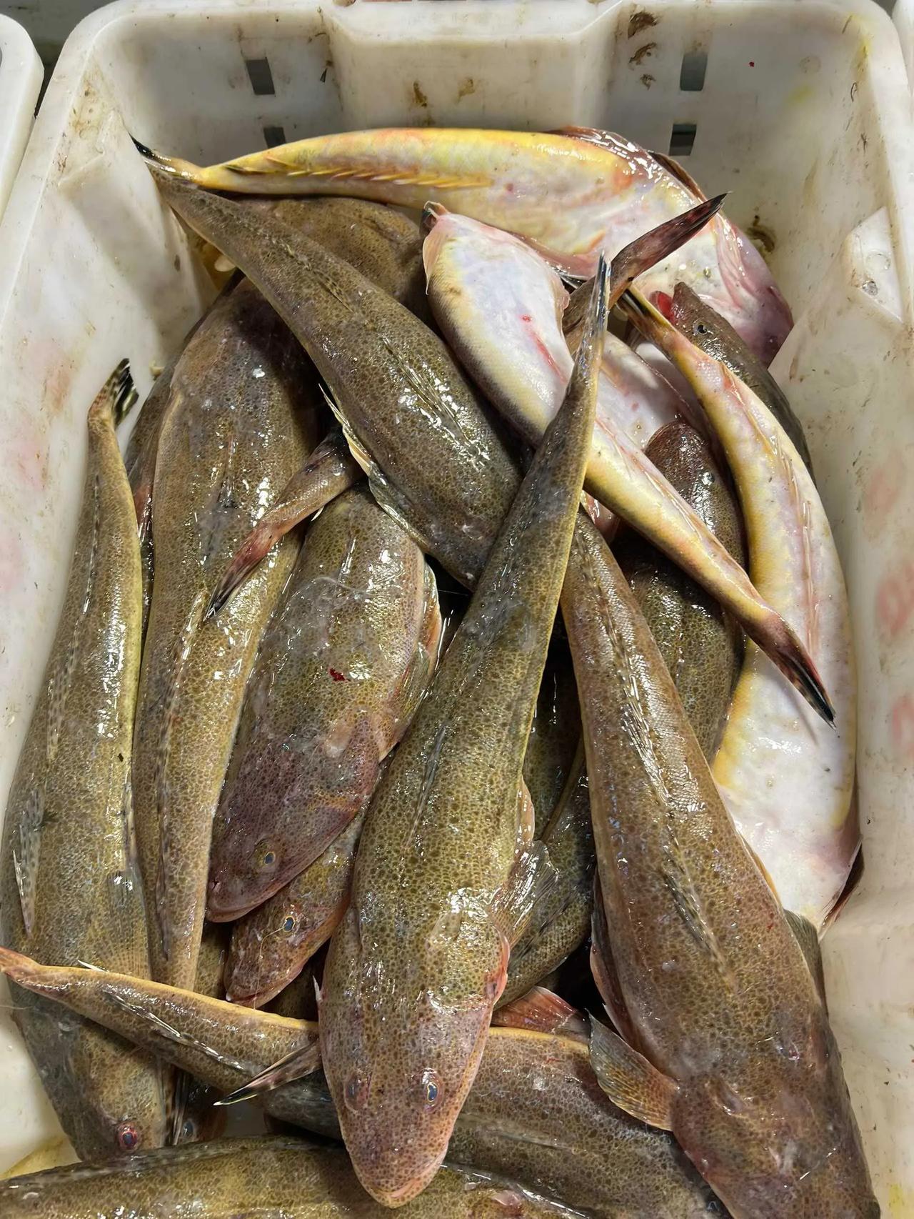 这种鱼，很多人都吃不起