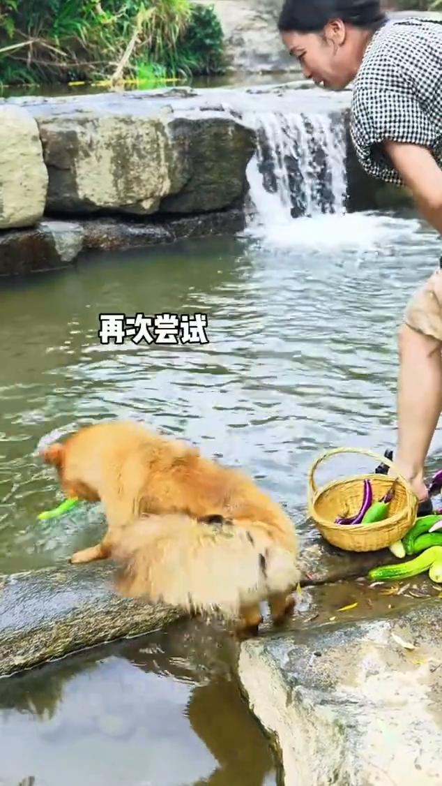 养了三年多，每次去河边都跟着。看到菜飘走，主人想下河捞，生怕主人有危险，打滑差点