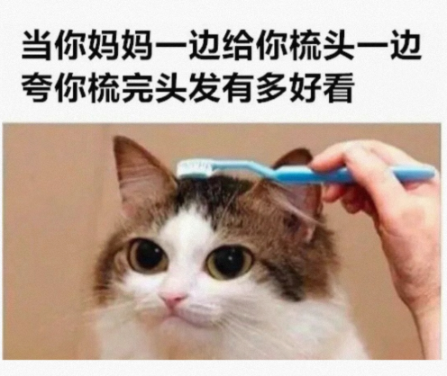 这就是完美的猫窝