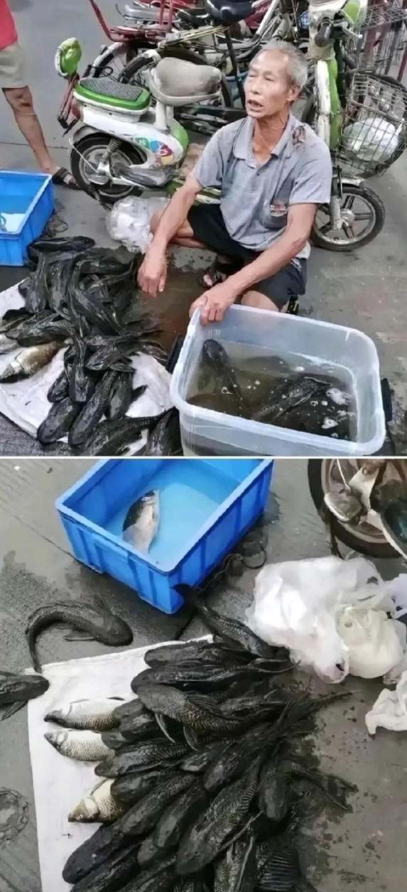 大爷卖了一上午一条鱼都没卖出去，现在的人都不吃鱼了吗？
