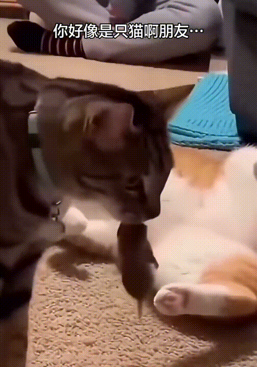 一只怕老鼠的猫