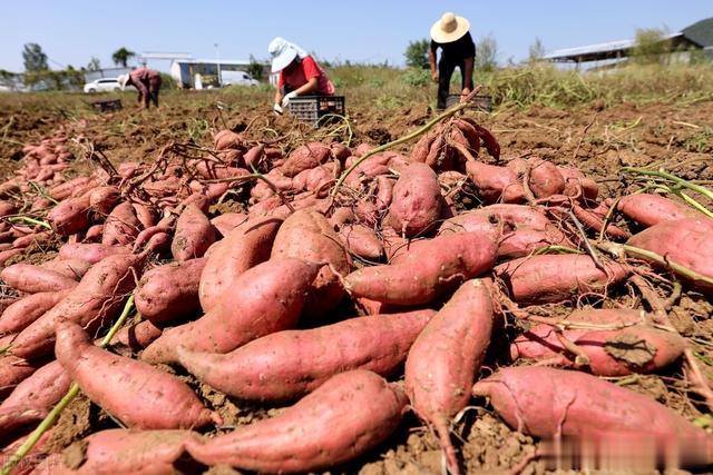 地瓜、土豆和瓜果蔬菜, 最忌四种肥料, 长不好产量低还不好吃