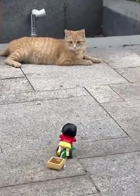 经常投喂小区里的流浪猫，其中有一只橘猫不知道曾经受到过什么伤害？特别的胆小。每次