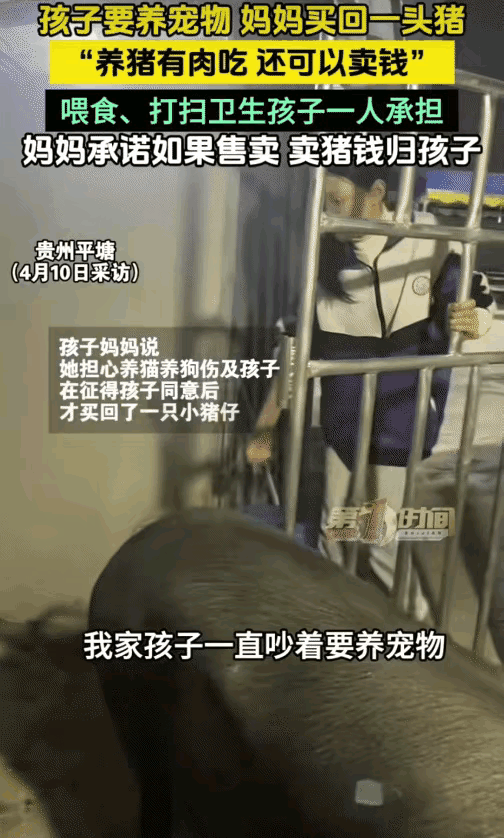 “太有经济头脑了！”贵州平塘，孩子要养宠物。没想到，妈妈买回一头猪让孩子养。妈妈