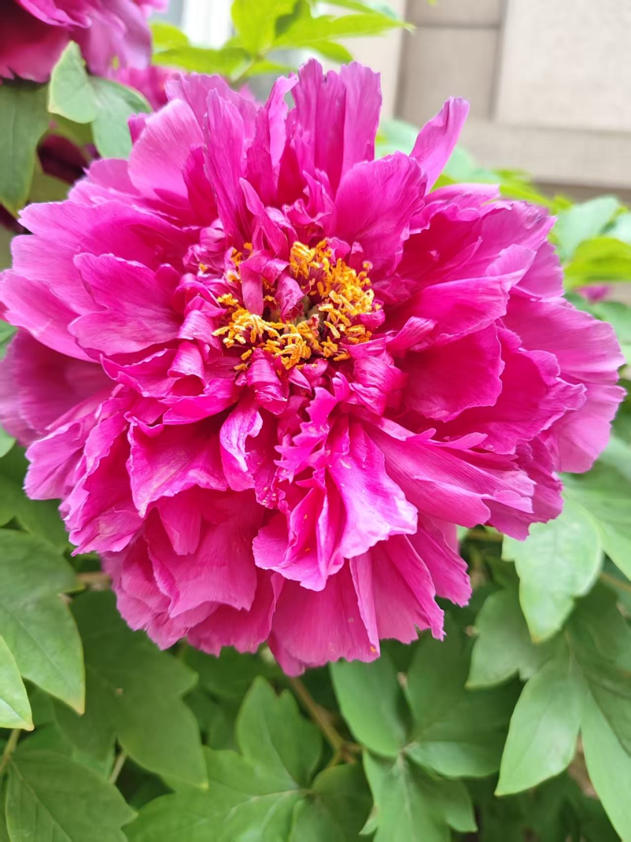 老来难！我母亲，82岁，只从父亲过世。我们姊妹3个不让老母亲独自就在农村老