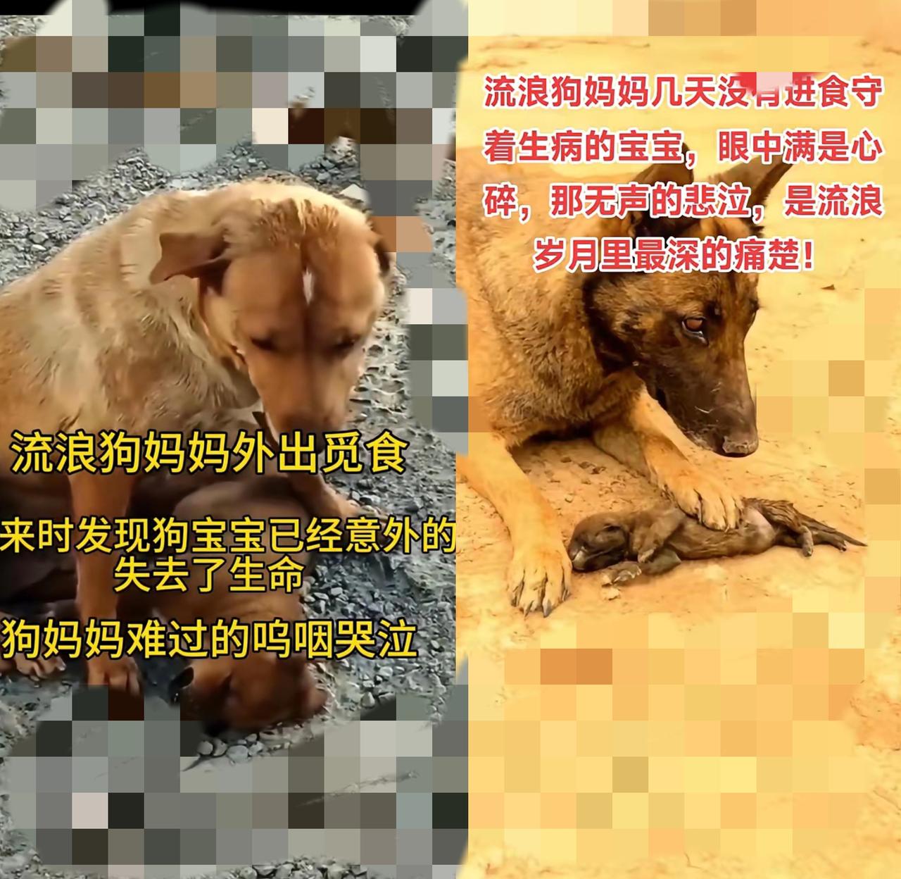 流浪狗妈妈几天没有进食，守着生病的宝宝，眼中满是心碎，那无声的悲泣哪里是“兽性”
