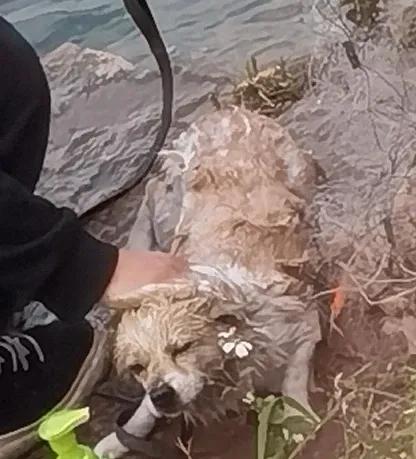 今天到河边溜达，看到一个男的把狗牵到河堤下面，用沐浴露给狗洗澡呢。也只有男人