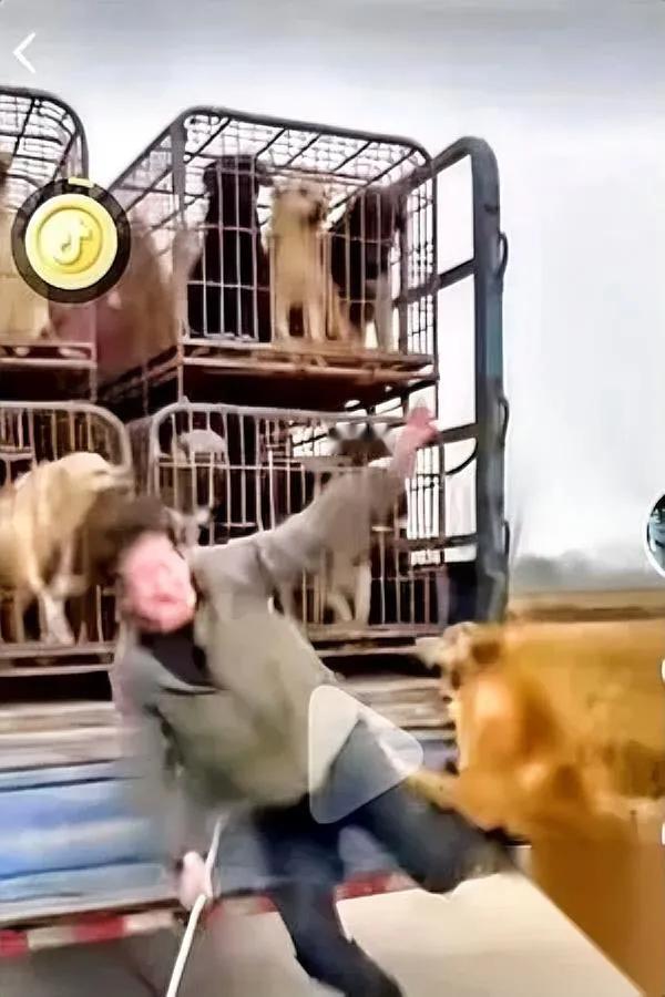 收狗车旁突然乱作一团！黄狗竟跳起来咬人？视频里那车狗眼神全是恐惧，可当收