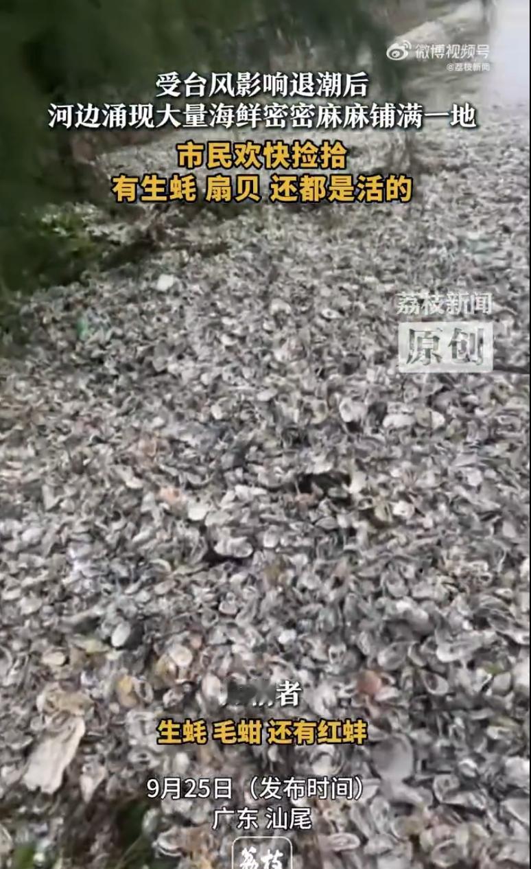 台风一过，汕尾的河边就变成了“天然海鲜市场”。有位大哥说是来看看水退得咋样，结