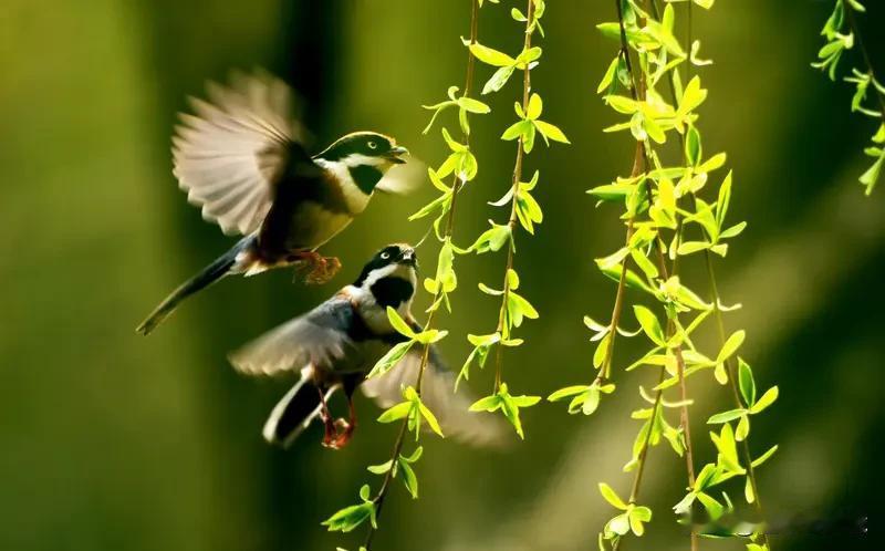看到上联“冬去山明水秀”，立马就想到“春归燕舞莺歌”。冬去春来，这是自然的轮回。