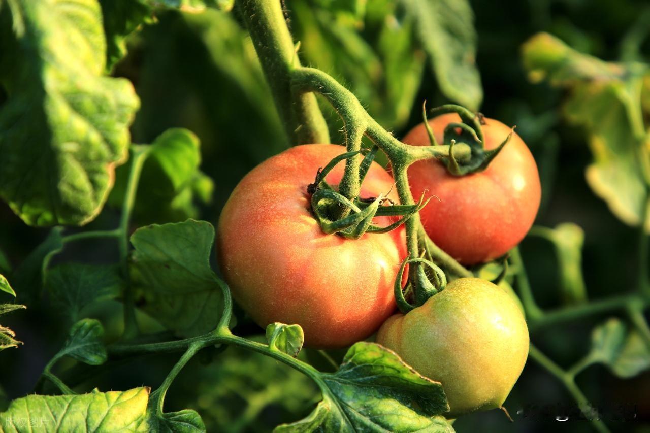 中央定调！退休新规实施后，公务员事业单位，不能弹性延迟退休吗根据《实施弹性退