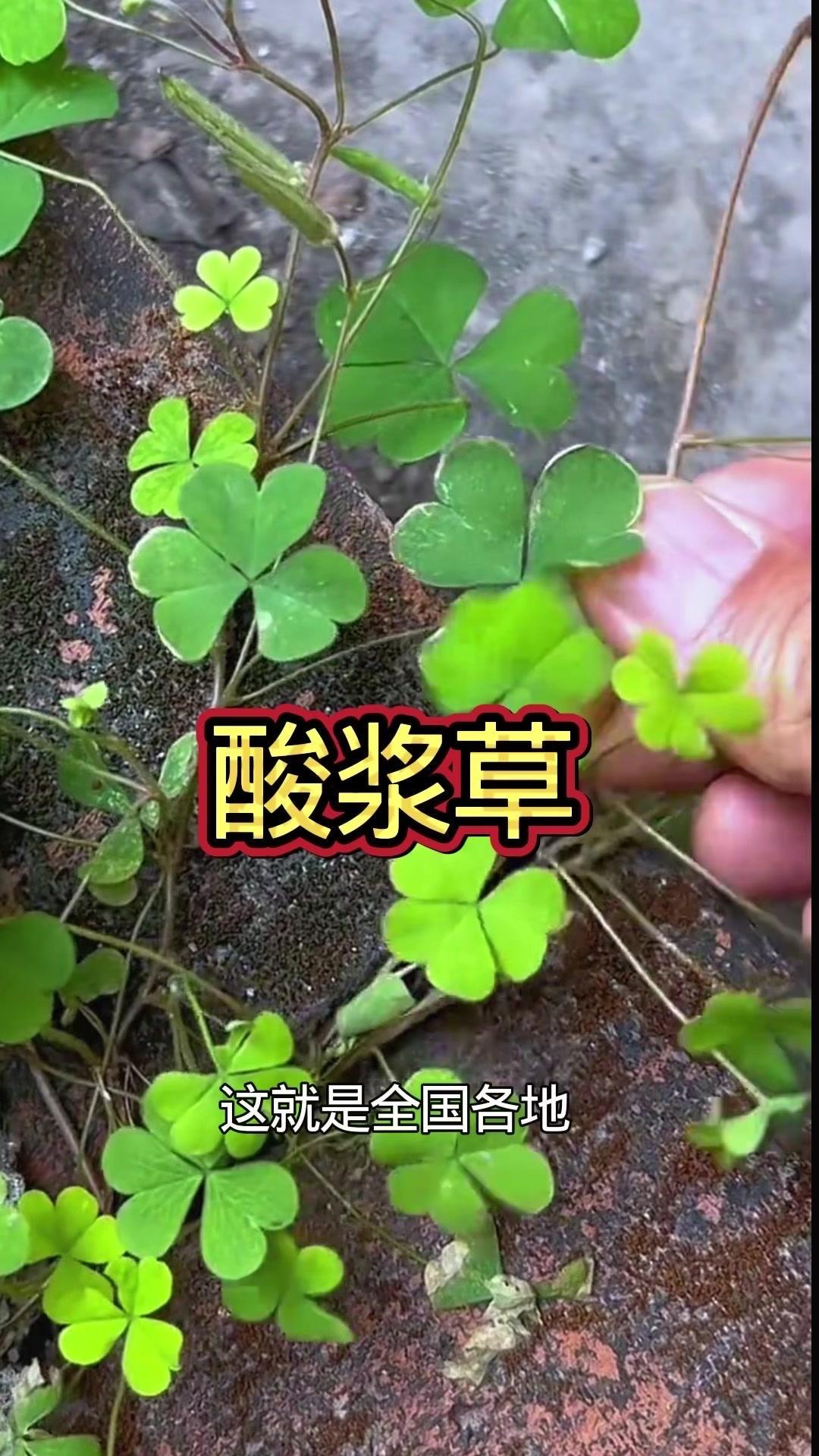 🌿黄花酸浆草又称酸咪草，是酢浆草科酢浆草属植物。叶子酸酸的，口感独特。1️⃣