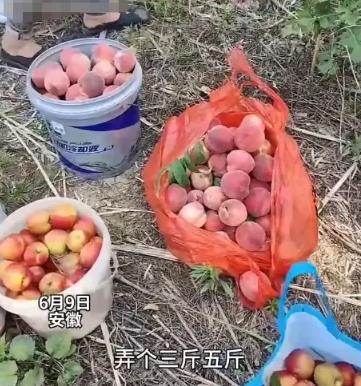 6月10日，安徽，三个人偷了女子60斤桃子，她没有报警，而是以4元1斤卖给了对方