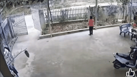 大哥你这是什么操作这是非得把老猪留在家里不成[笑着哭]
