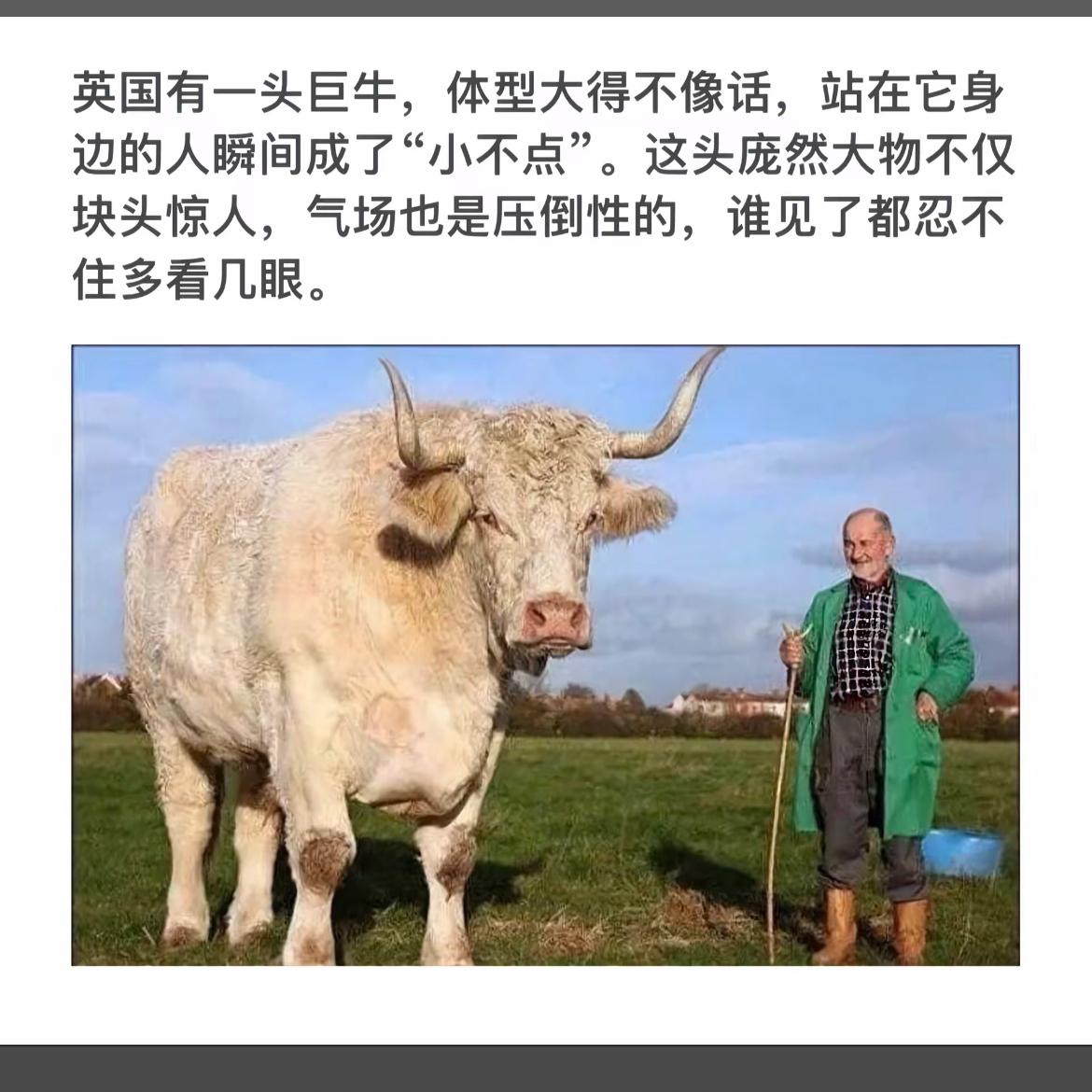 英国巨牛震撼登场，气场压倒一切！