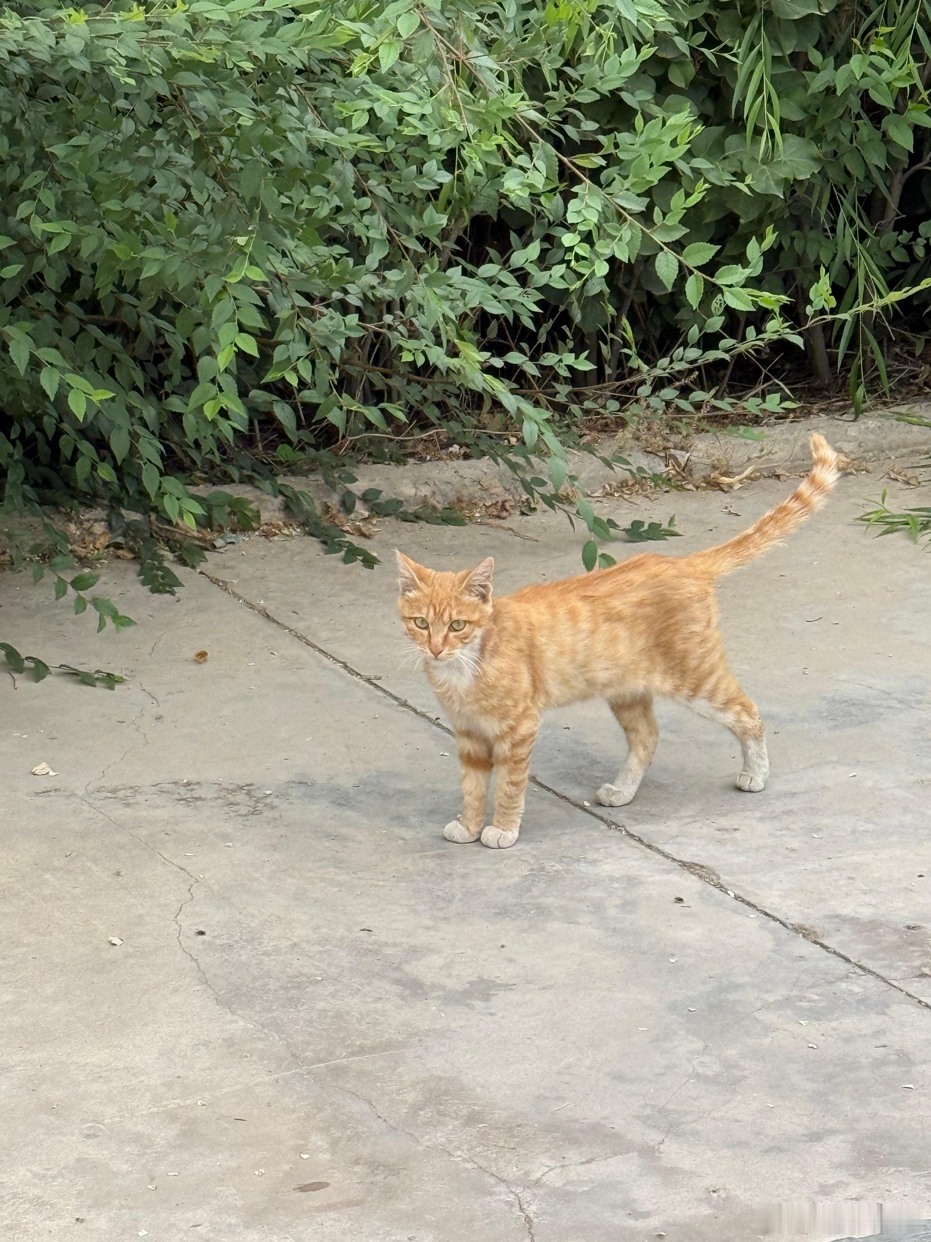 跟橘猫有缘。我家橘猫7岁了，叫塞外小王。去年在农村，一只橘猫紧紧跟着，后来收养在