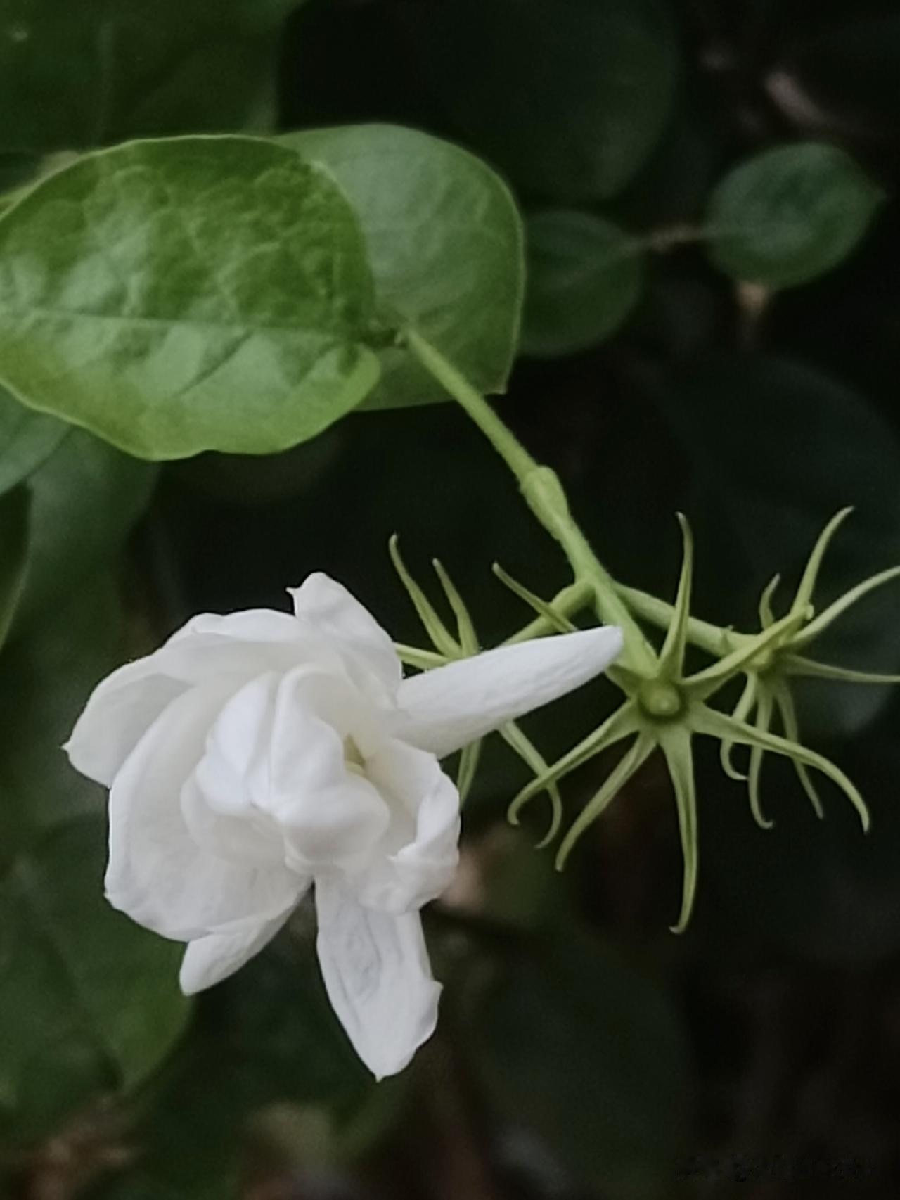 院中茉莉，花落花又开……（图片：拍摄于2026-7-12）
