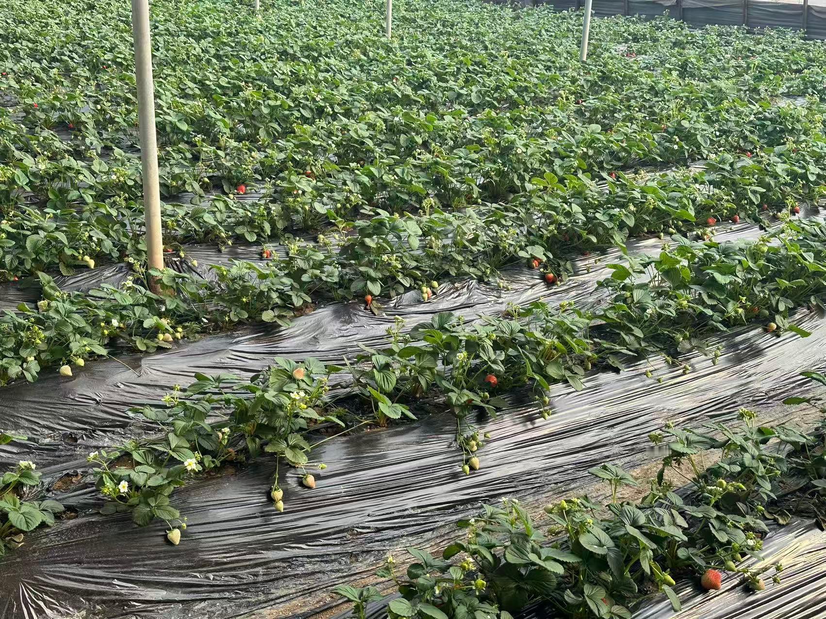 秦岭笑谈【青春赴乡野禾韵兴农旅】——曲阜师范大学实践队深耕日照乐小番生态园，