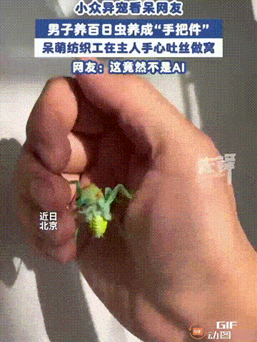 北京一名男子养了一只宠物，不是小猫也不是小狗，而是一只“百日虫”，并且是放在掌心