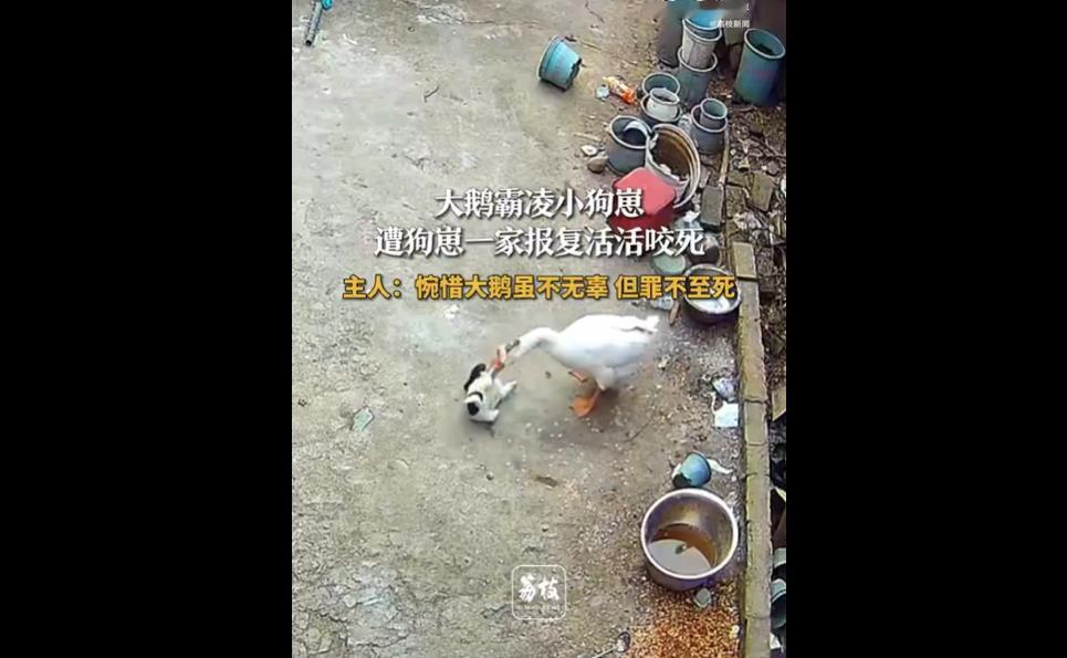 河南周口周女士家的大鹅因霸凌狗崽，触发狗妈妈、狗哥哥等3只狗的护崽天性，被追