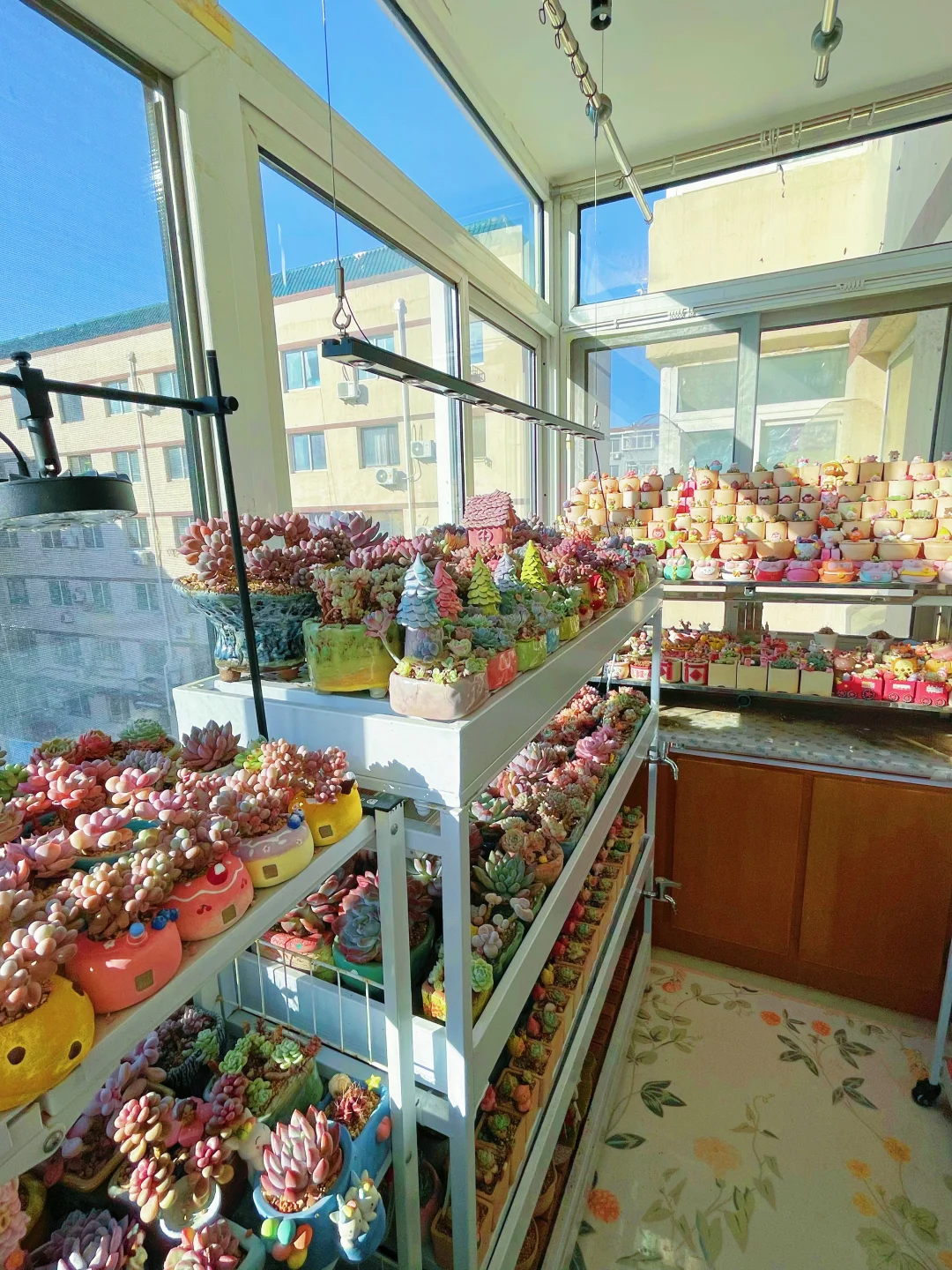 可算是把阳台整成了多肉小卖铺