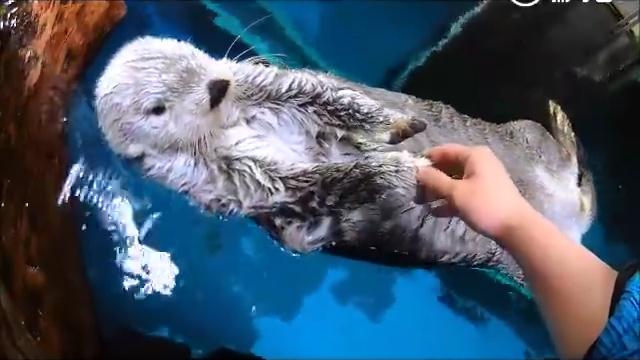 超级可爱的小海獭 1331011861798757806.jpg?id=0