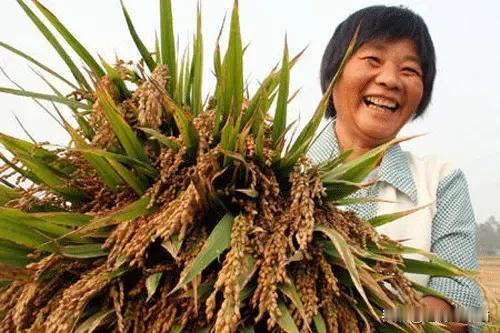 让你吃惊的种子乱象！基辛格曾说，谁控制了种子，谁就控制了世界。种子是农业的