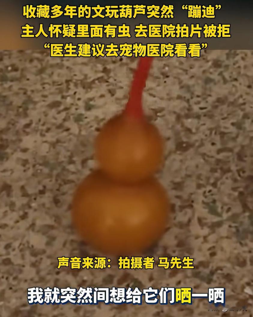 笑不活了！辽宁沈阳，一男子发现自己珍藏多年的文玩葫芦突然动了，一番找寻原因后，他