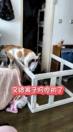 你瞅瞅这猫妈妈，真是操碎了心。主人怕小猫咪乱跑，专门拿围栏给圈出来，里头玩具啥都