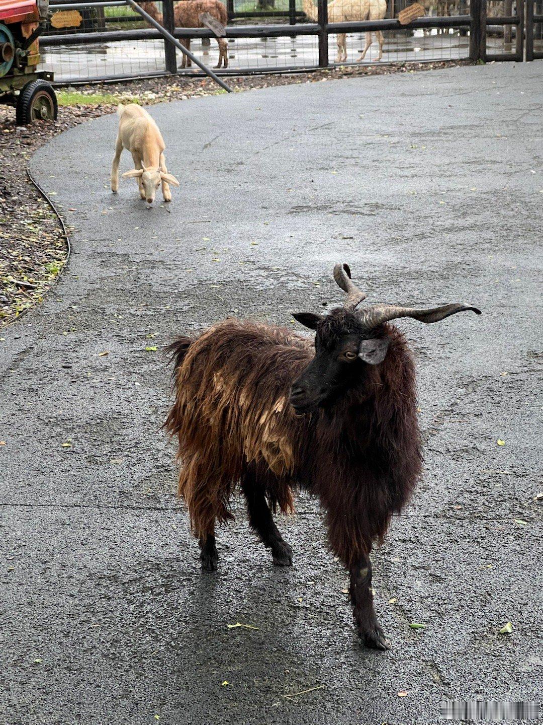 千万别sayHi粤语很难​​​