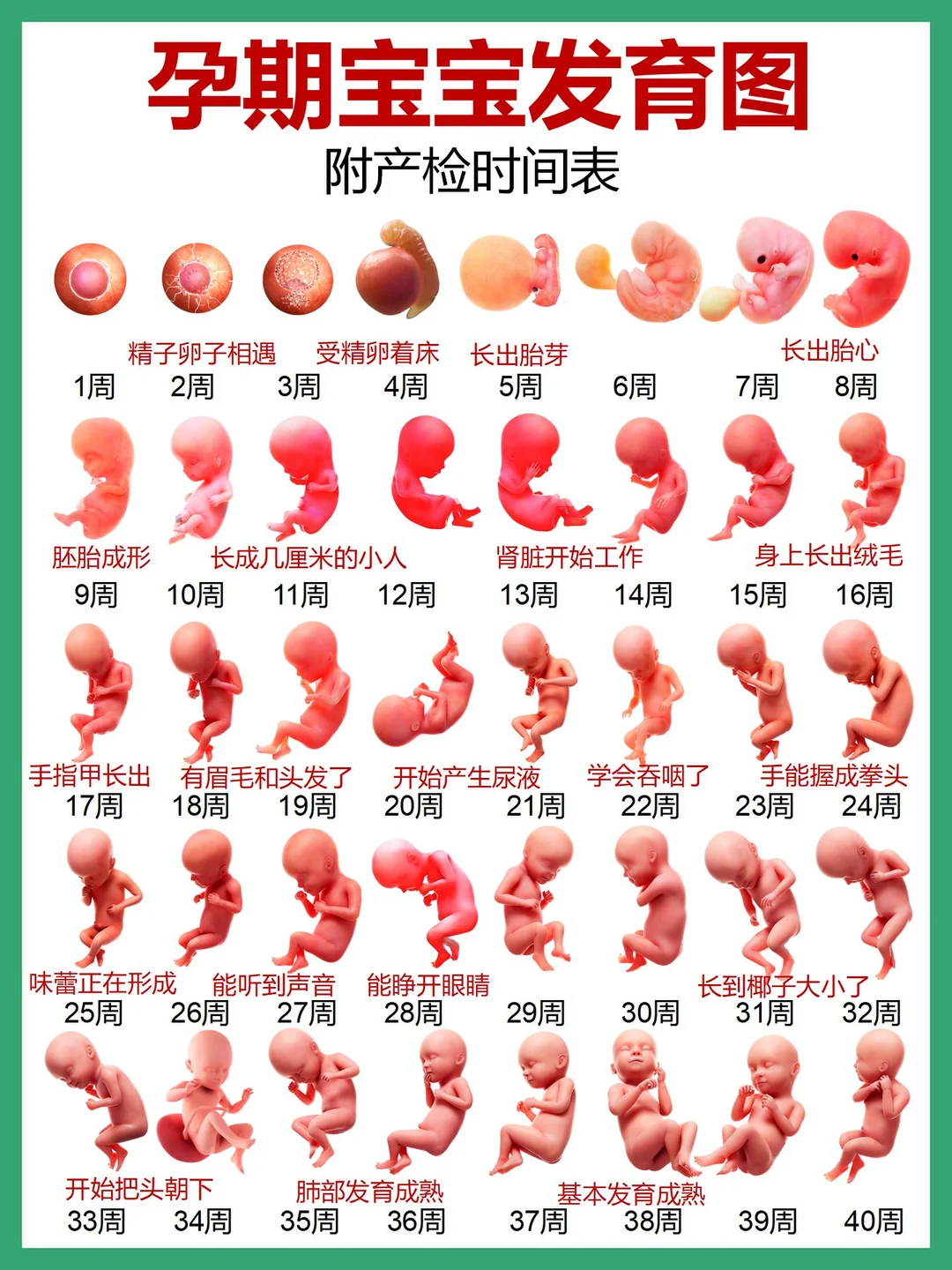 胎儿每周都长什么样子？附产检时间表