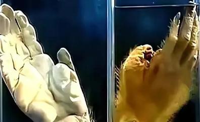 1957年，浙江发现疑似“野人”的生物，攻击小女孩。村民发现后将其打死，并吃掉，