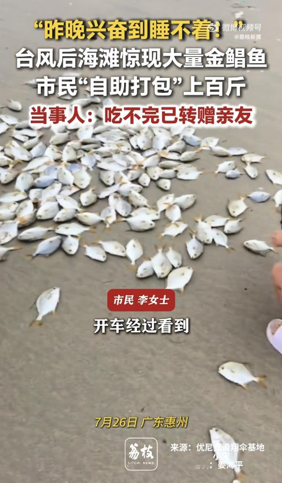 广东惠州，台风“红霞”刚走，惠州海滩秒变“海鲜市场”！一女子狂捡100多斤金鲳鱼