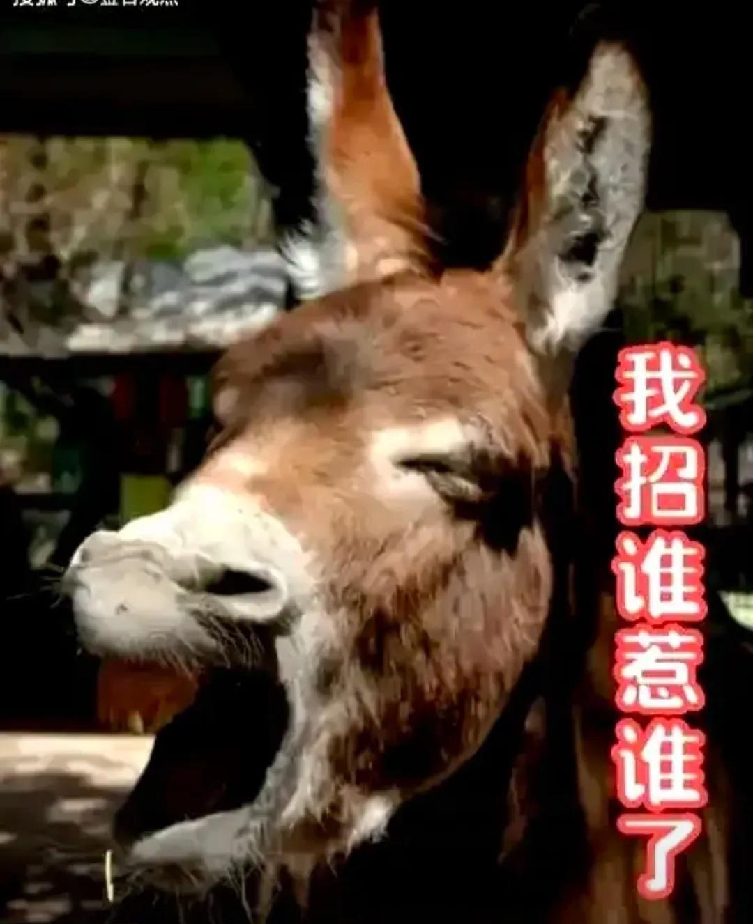 壶口瀑布驴被女游客投诉露不雅后续来了。游客现在专门跑去看驴，不是为了瀑布，