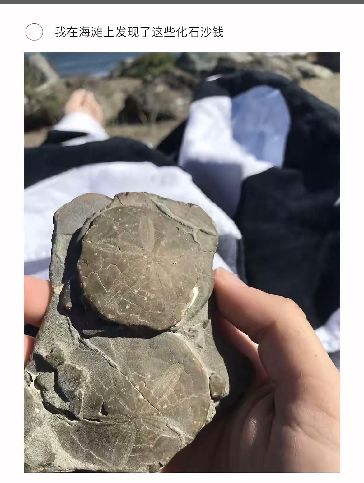 在海滩上发现的化石沙钱，大自然的宝藏！