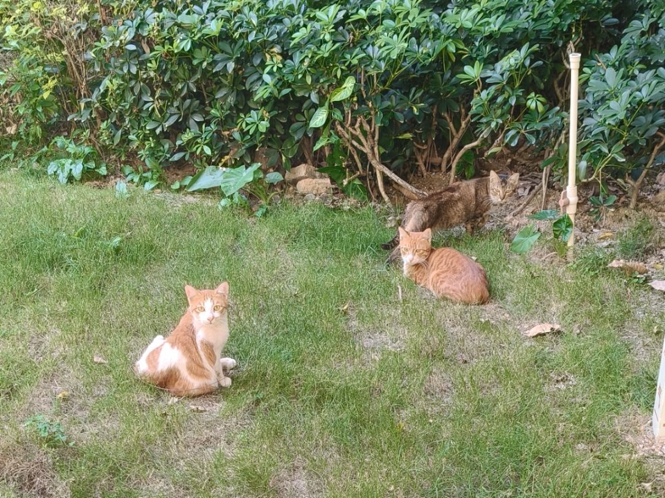 小区里的猫