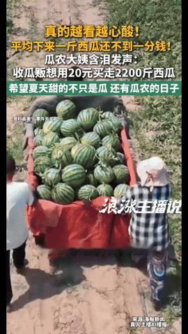 越看越心酸！河南一瓜农大姨，拉着2200斤西瓜去批发市场出售，可瓜贩只愿意出2