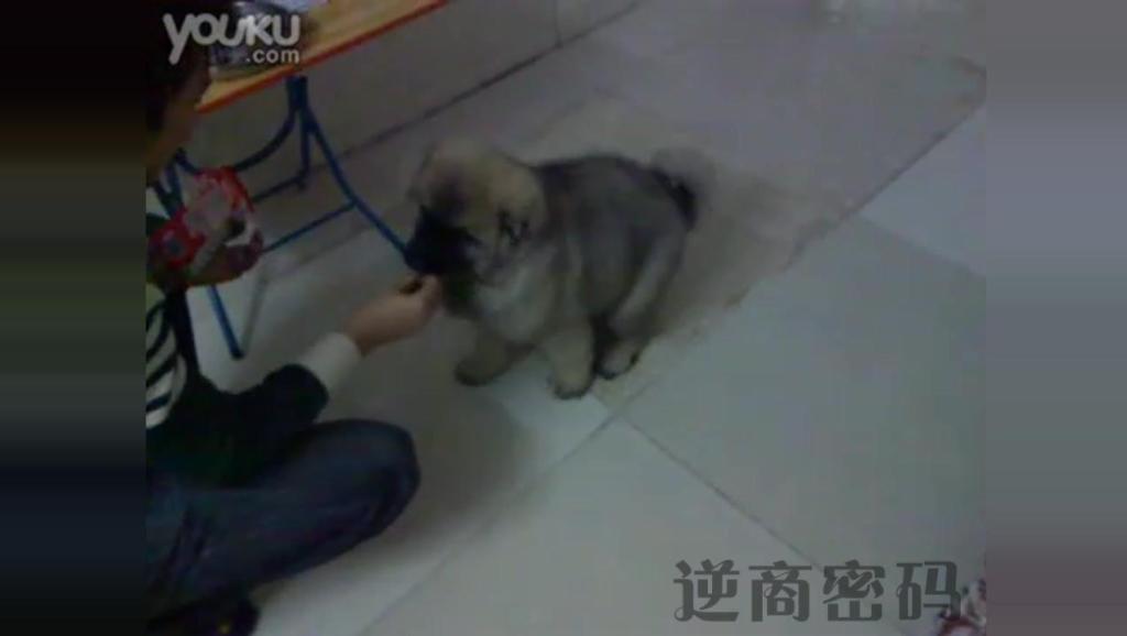 13313224780343602521.jpg?id=0