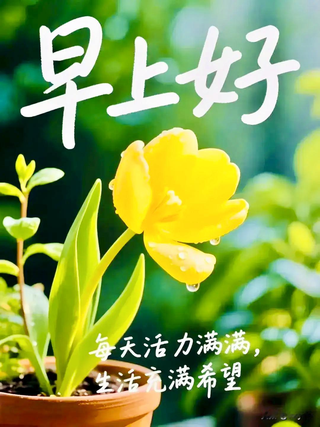 晨光寄问候，愿你岁岁安康，日日快乐。温柔的惦念，藏于每日问候；真挚的期许，化作万