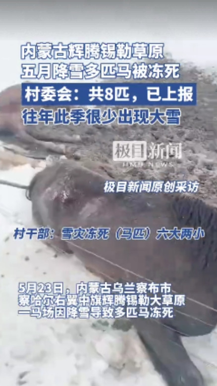 这下后悔了吧！”5月23日，内蒙古一马场突降暴雪，导致牧民8匹马被冻死，其中有一