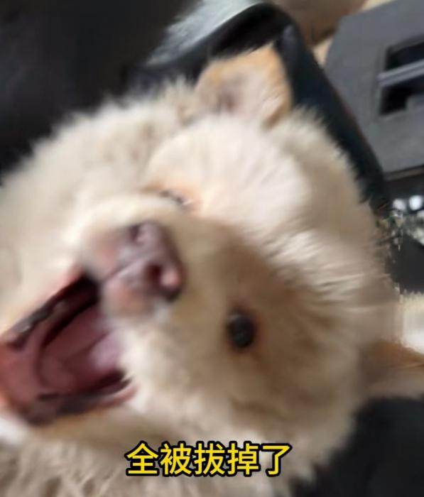 “太可怜了！”刚失去妈妈的小狗被人拔光了牙齿，一有人碰它就到底疯狂的叫！听路人说